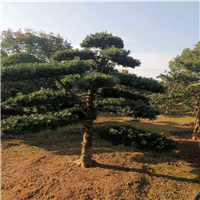 株洲造型罗汉松
