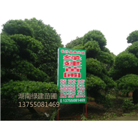 湖南罗汉松基地 