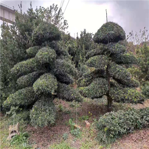 湖南造型罗汉松 