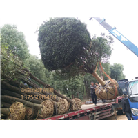 湖南二十公分桂花（精品） 
