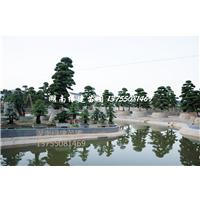 造型罗汉松基地|湖南造型罗汉松 
