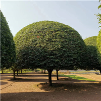 湖南桂花树批发