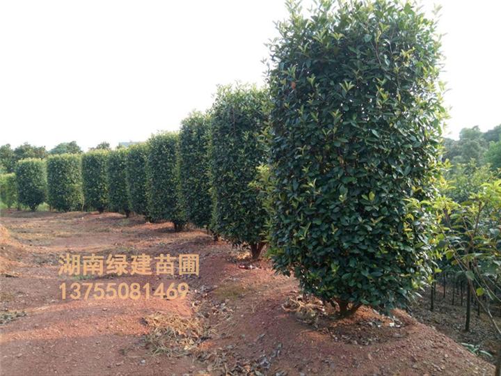 湖南红叶石楠柱子 