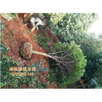 带土球湖南桂花即将装车发货 