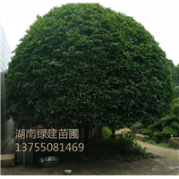 【自家门前】湖南二十公分桂花-湖南桂花树 