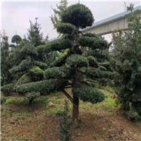 岳阳造型罗汉松