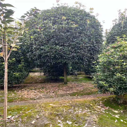 湖南桂花树厂家批发价格