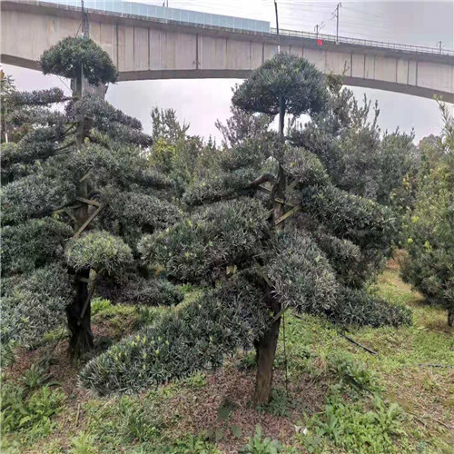 安徽造型罗汉松