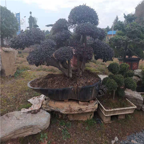 哪里有造型罗汉松