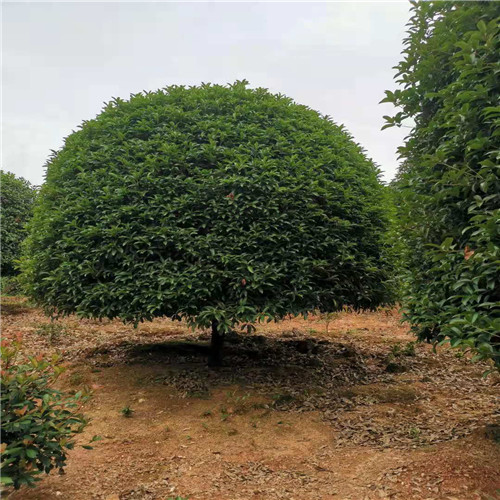 长沙桂花基地