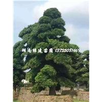 造型罗汉松-湖南造型罗汉松待售 