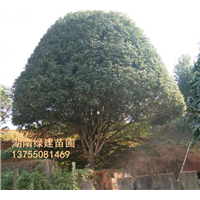 三十公分湖南桂花品种（金桂） 