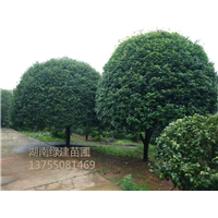 湖南桂花树-二十公分桂花 