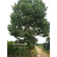 湖南全冠香樟 