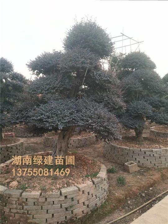 湖南造型红继木桩#造型红继木桩 