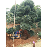 湖南造型罗汉松 
