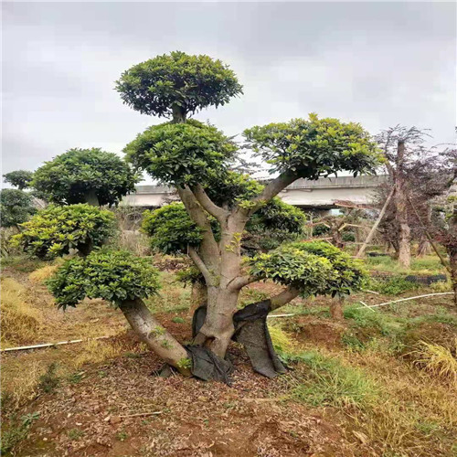 湖南罗汉松基地