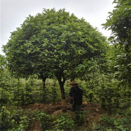 湖南桂花树价格多少