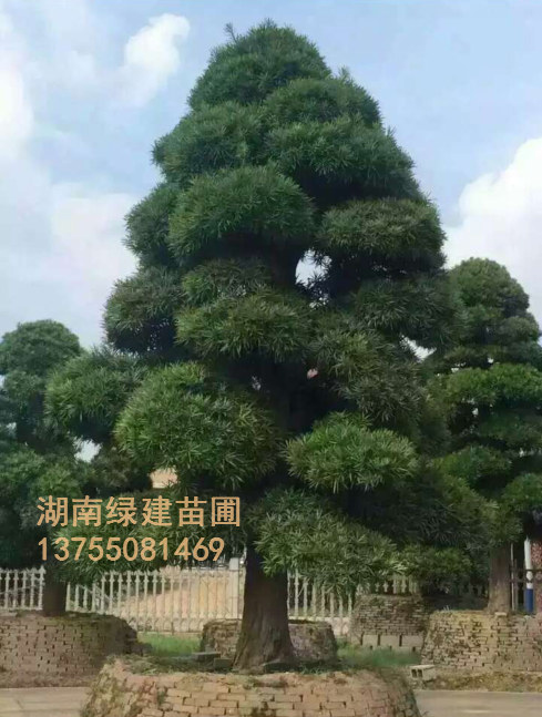 湖南造型罗汉松NB 