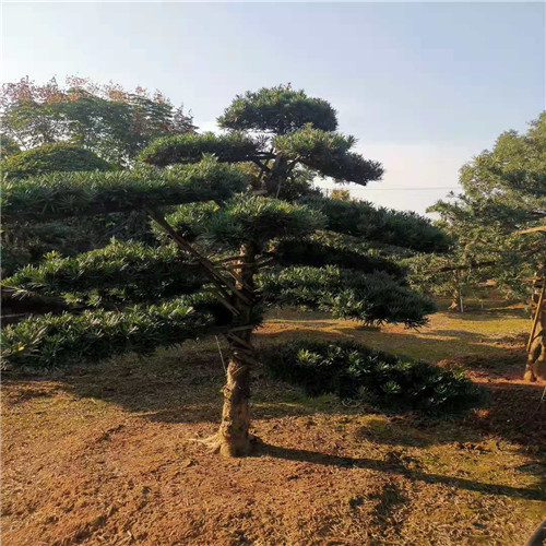 株洲造型罗汉松