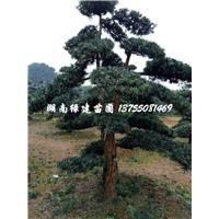 湖南哪里有造型罗汉松？ 