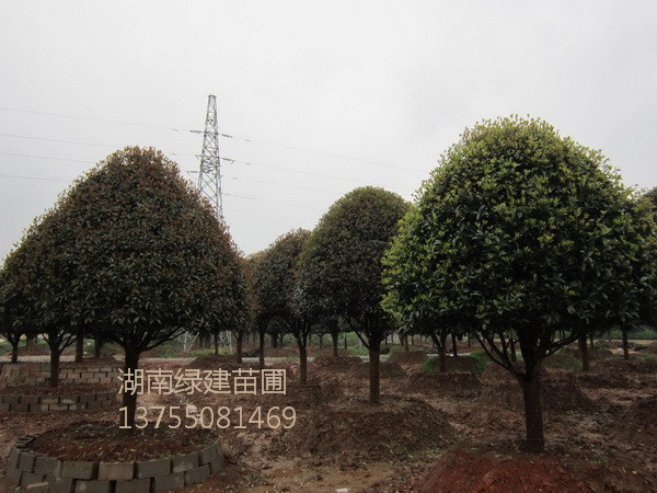 湖南桂花树-精品桂花基地 