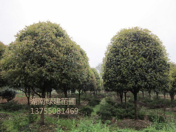 湖南精品桂花-湖南桂花 