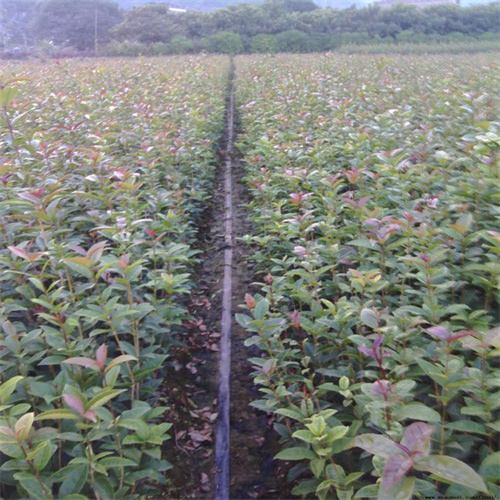 湖南桂花树厂家供应