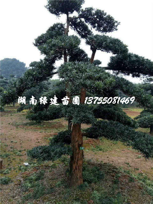 湖南哪里有造型罗汉松？ 