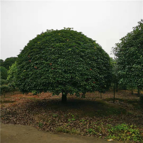 浏阳桂花球价格