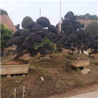 浏阳造型红继木基地