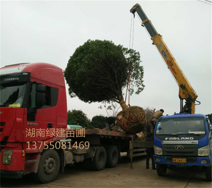 湖南桂花&20公分精品桂花树 正在装车 