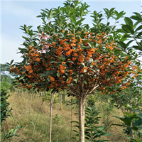 湖南桂花基地