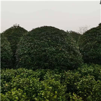 株洲桂花树