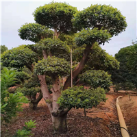 株洲造型杨梅桩