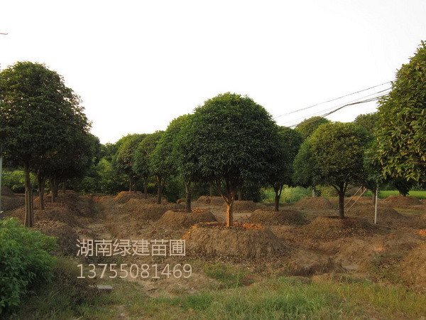 湖南桂花园 