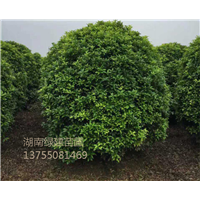 湖南地笼桂-湖南桂花 