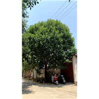 山东白蜡树