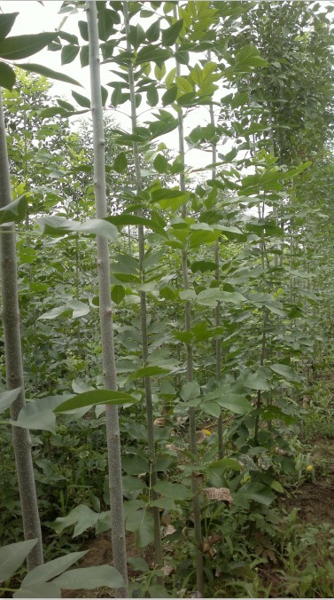山东白蜡批发商,白蜡价格走势，**白蜡生产基地 