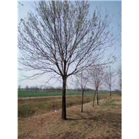 山东白蜡小苗 ￥山东白蜡基地 ￥山东白蜡小苗直销 