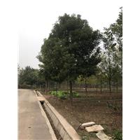 白蜡,速生白蜡,白蜡价格 