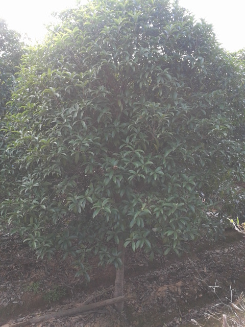 江西桂花树 