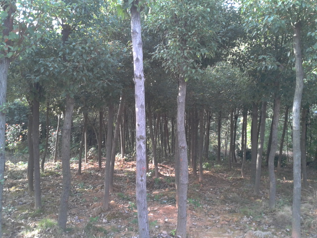 香泡4