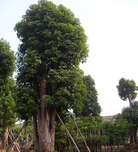 木荷5