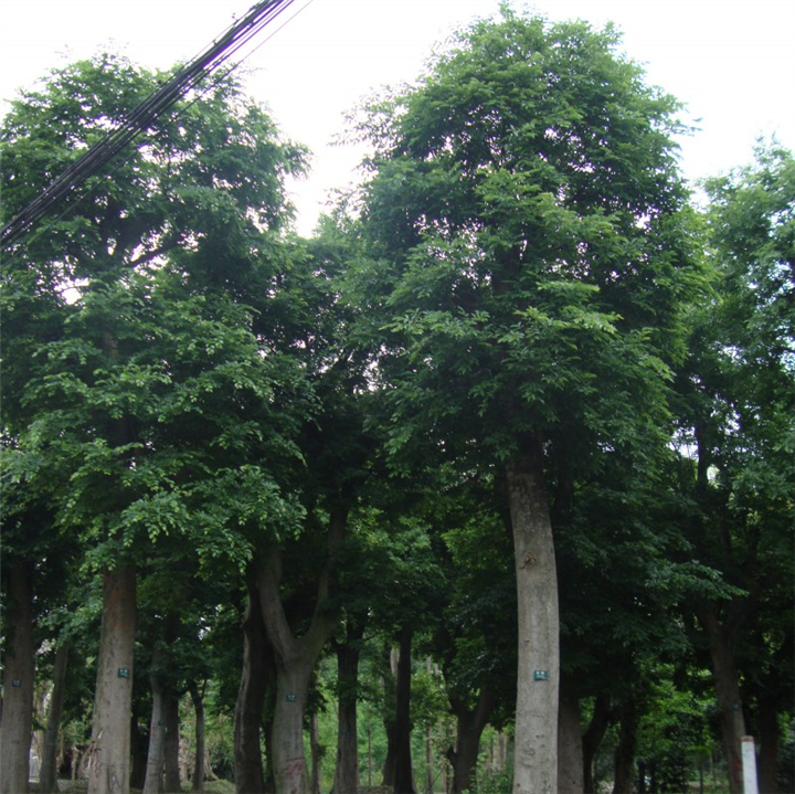 朴树5