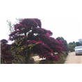 红花檵木4