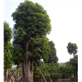 木荷5