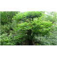 朴树1