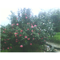 茶花1