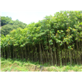 木荷1